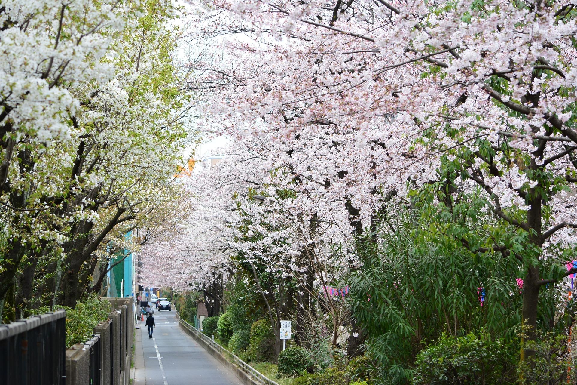 Japan is home to cherry blossom of all shapes and sizes