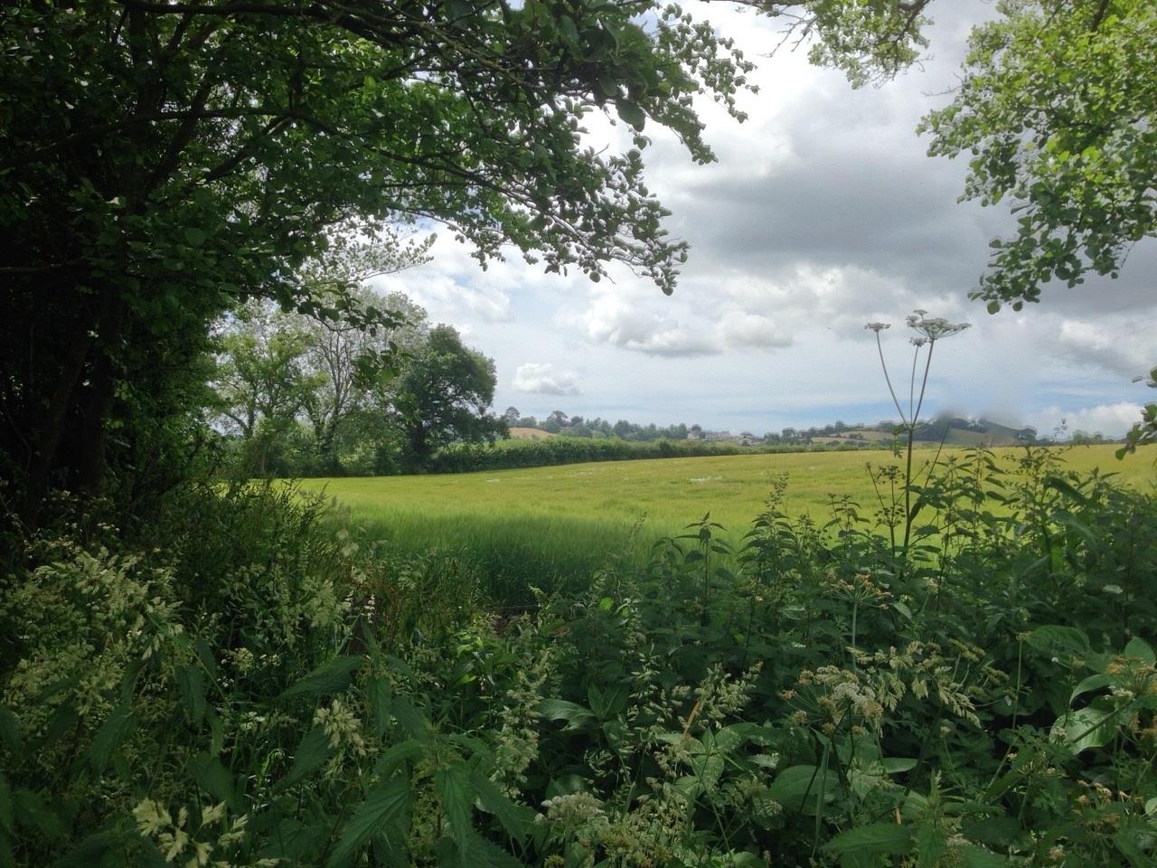 The cycle trail from Teigngrace to Moretonhampstead. Credit: Stephen Coombes