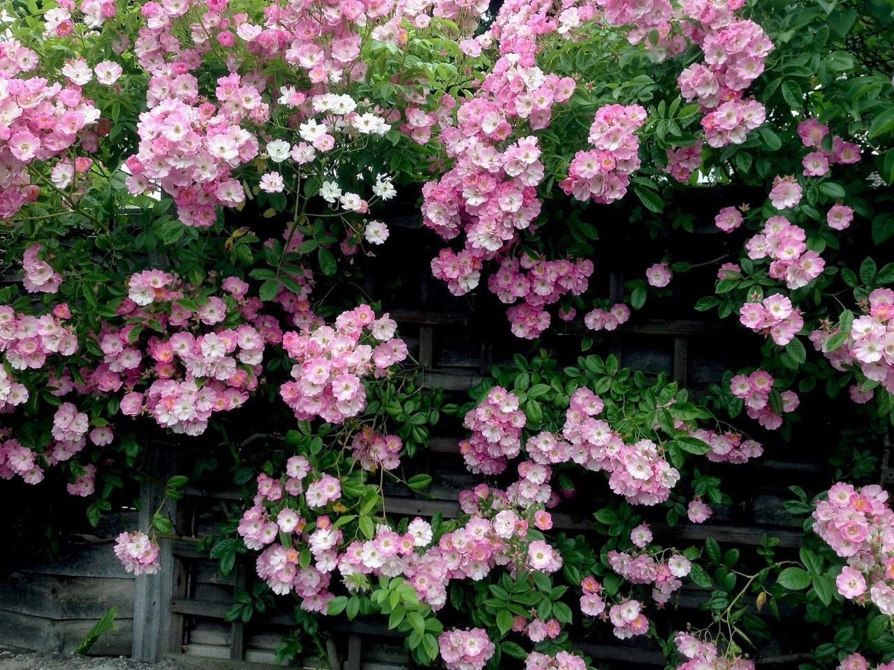 Splash of colour. Credit: Stephen Coombes