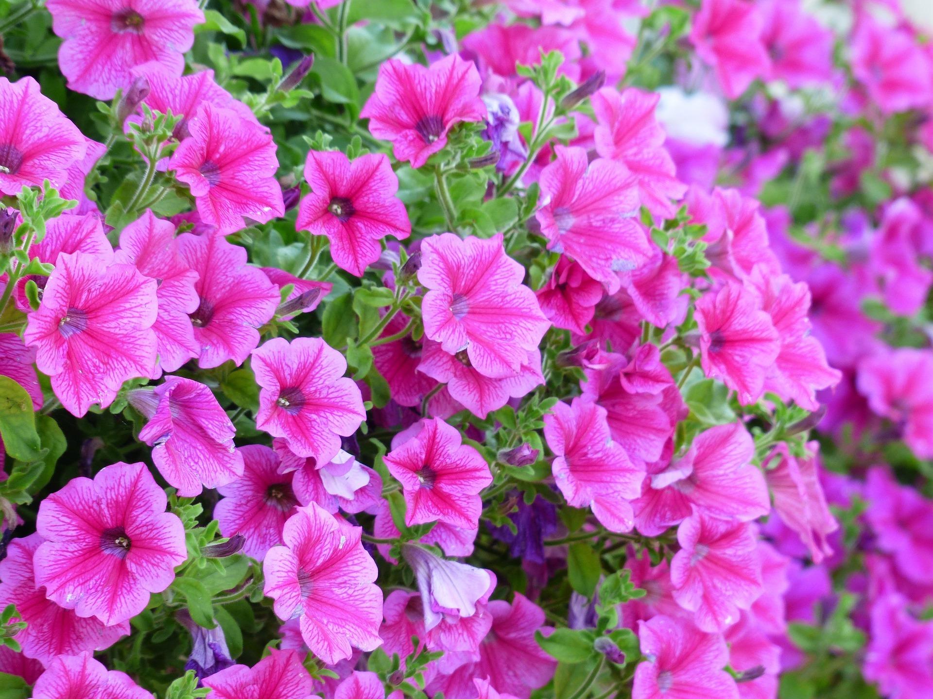Petunias provide an instant hit of colour. Credit: Pixabay 