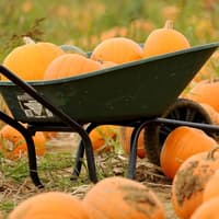 The best pumpkin patches in and around Torbay