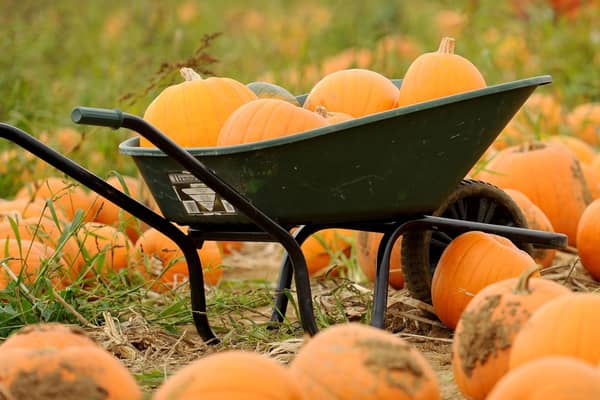 The best pumpkin patches in and around Torbay